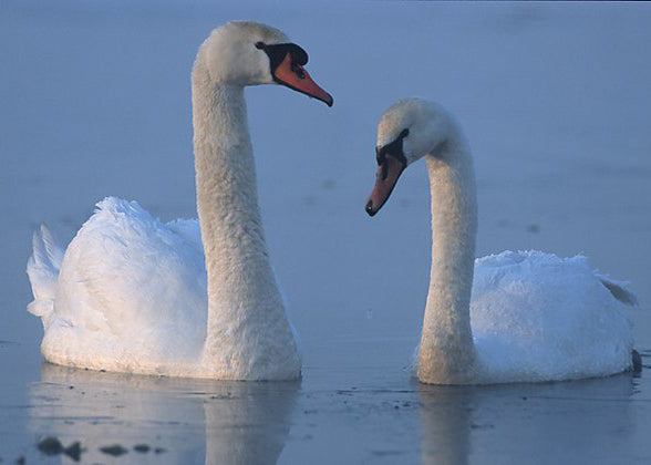 Caring for Your New Swans