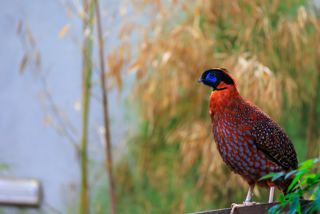 All about the Tragopan Temminckii