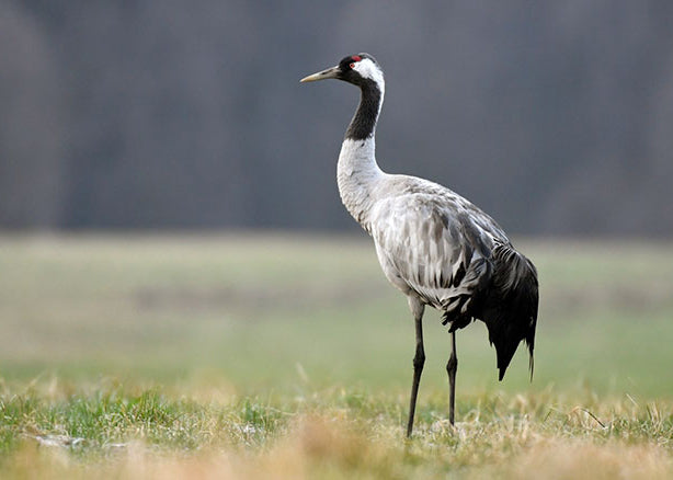 Crane Birds: Graceful and Majestic Wonders of Nature