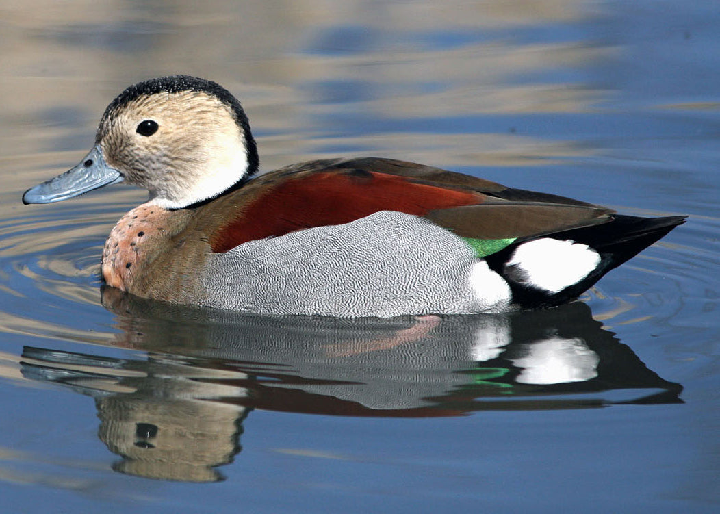 Ducks for Sale – AnimalsIncorporated