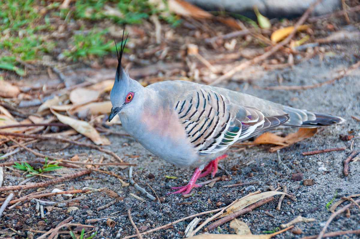 Australian Crested Doves – AnimalsInc